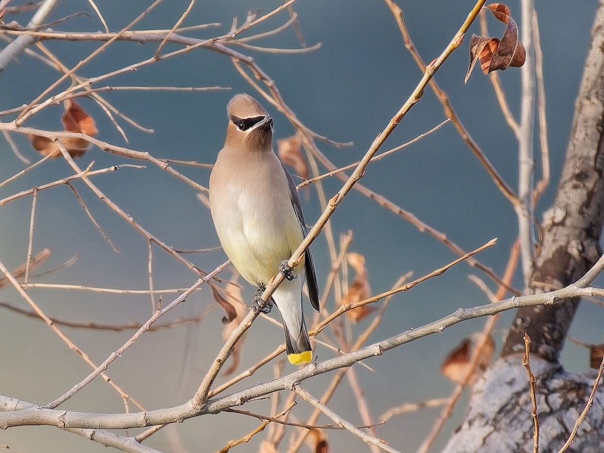Cedar Waxwing - ML647863564