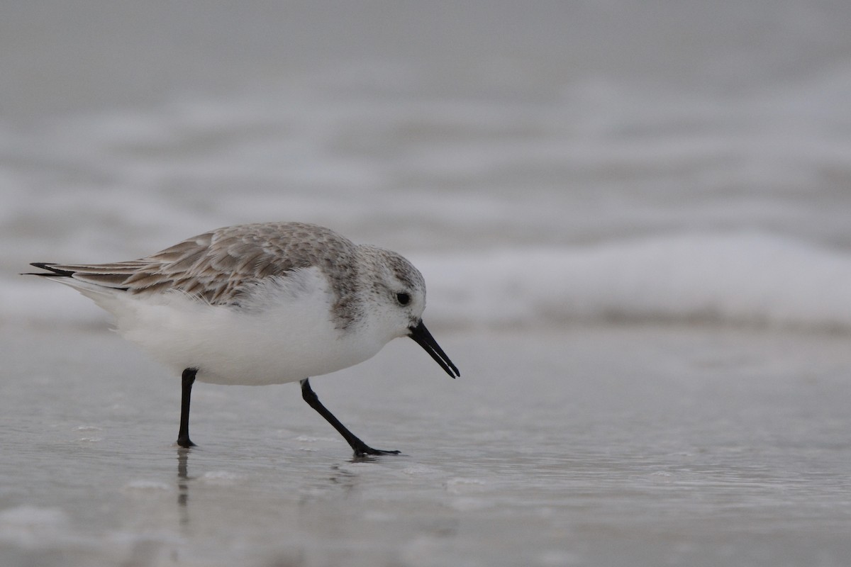 Песчанка - ML647863607