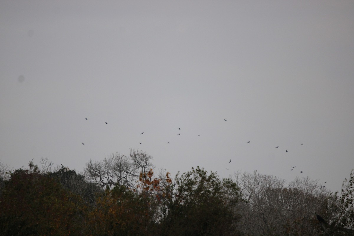 Turkey Vulture - ML647863636