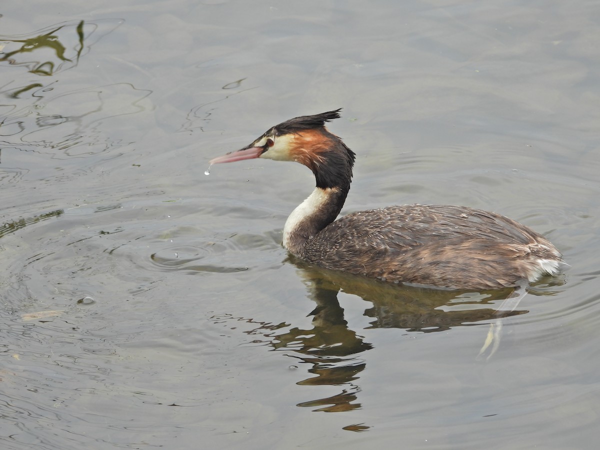 Great Crested Grebe - ML647863642