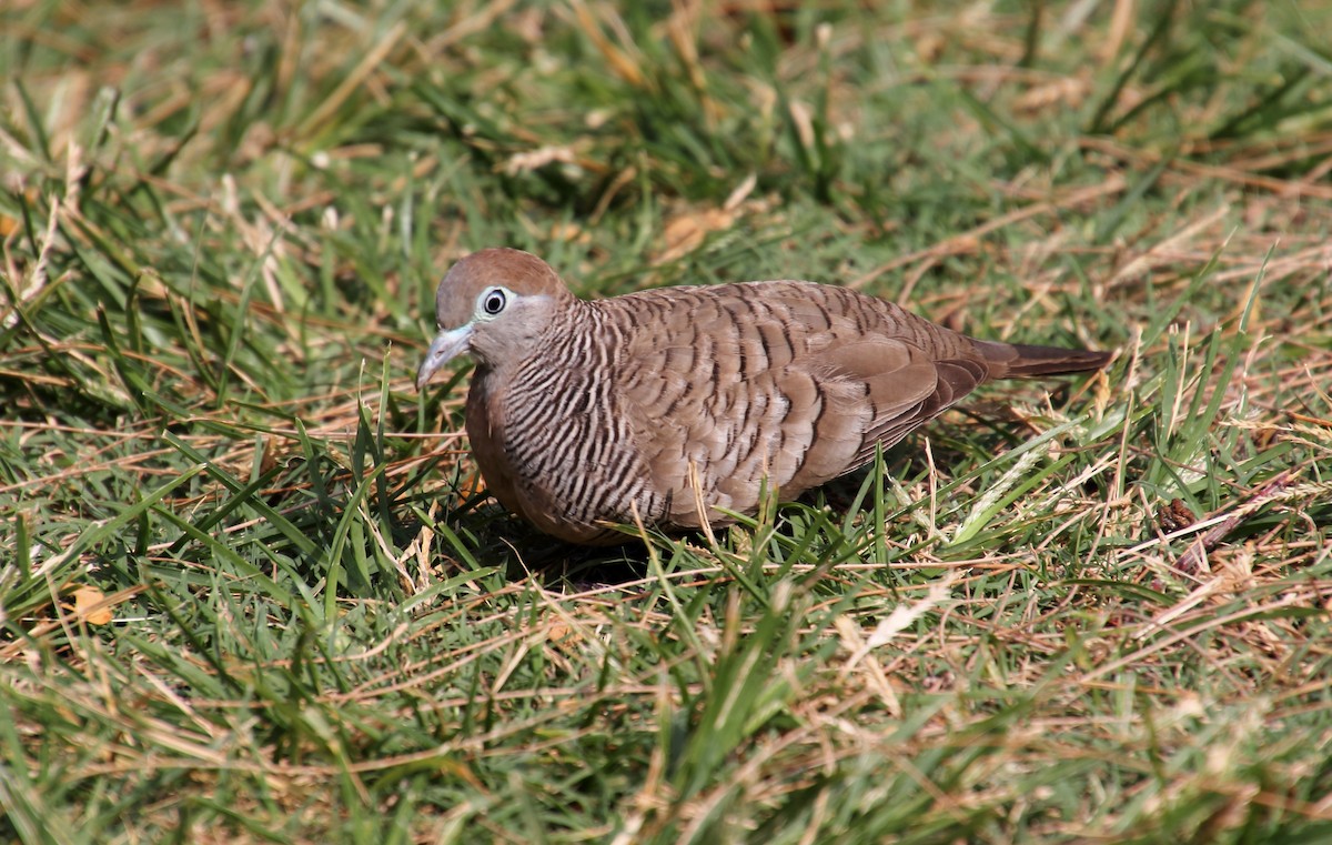 Zebra Dove - ML647863648