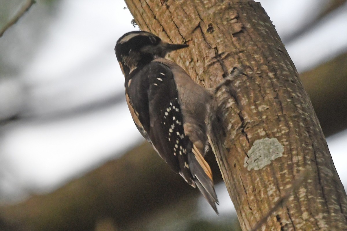 Hairy Woodpecker - ML647863649