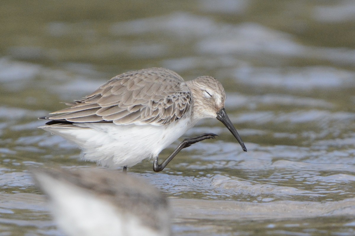Dunlin - ML647863650