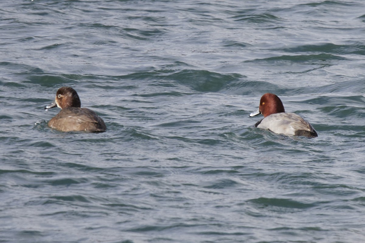 Redhead - ML647863651