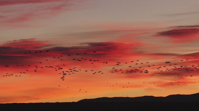 Snow Goose - ML647863652