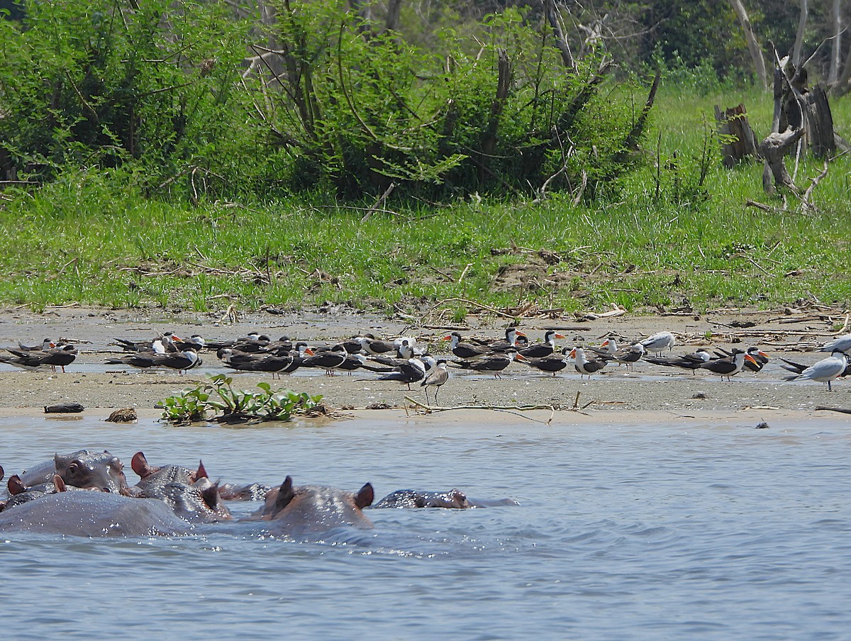 African Skimmer - ML647863653
