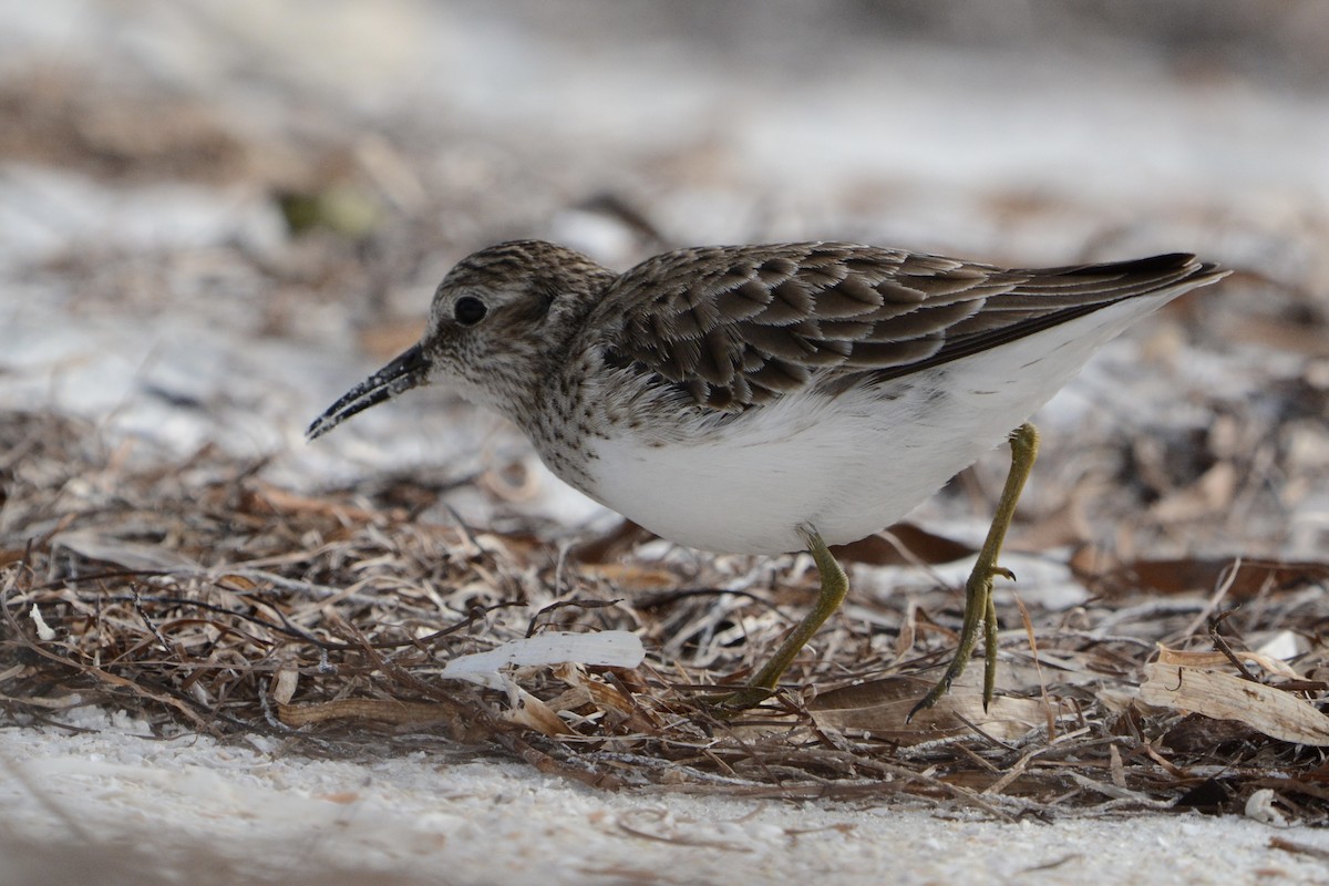Least Sandpiper - ML647863656