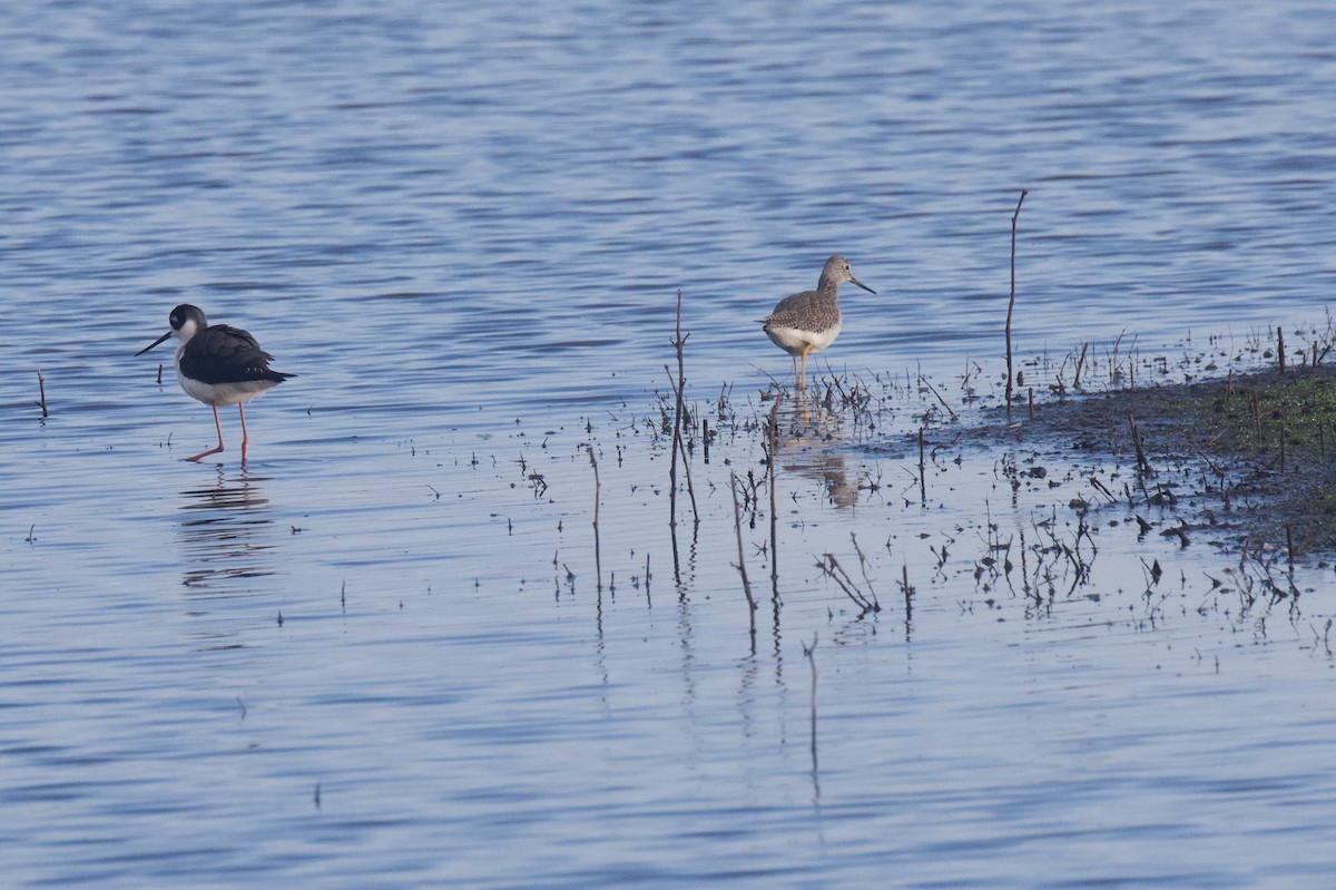 Black-necked Stilt - ML647863659
