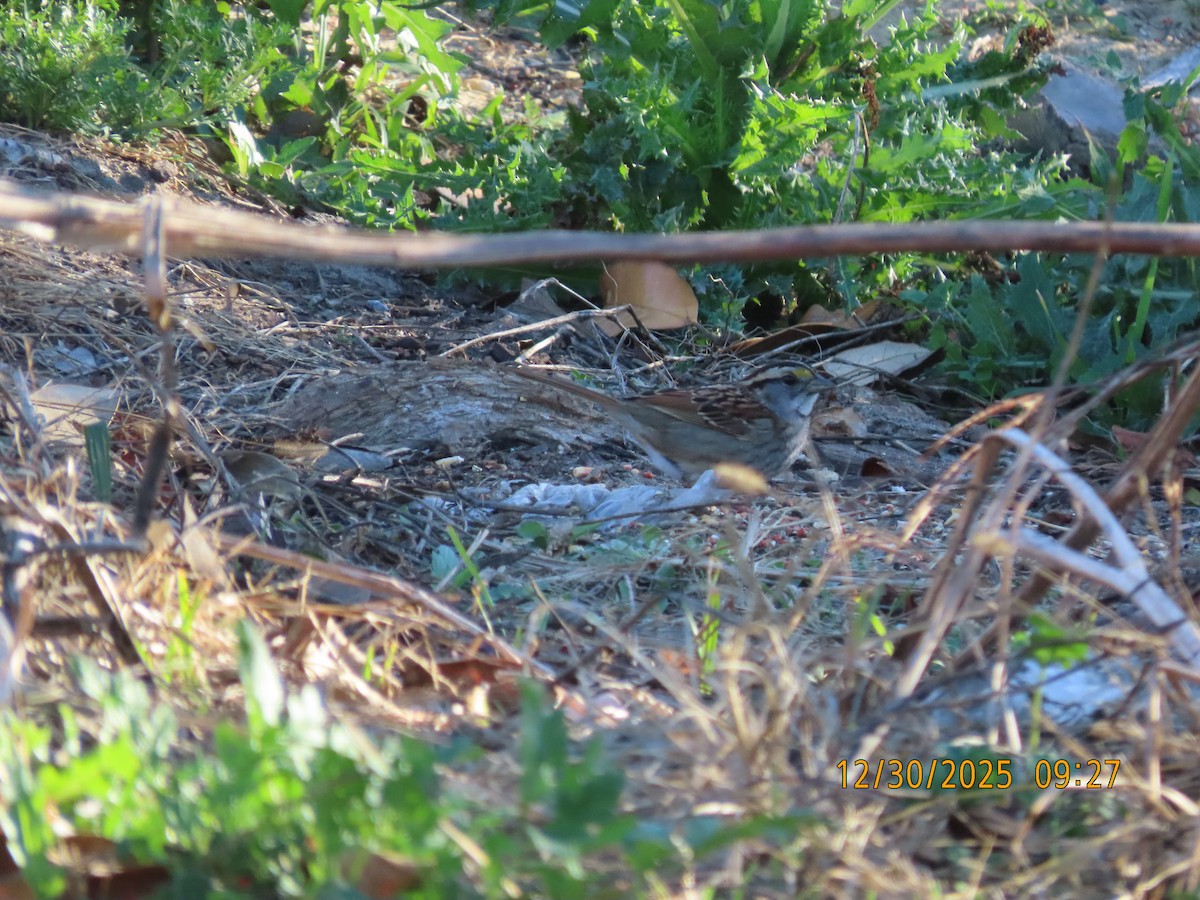 White-throated Sparrow - ML647863660