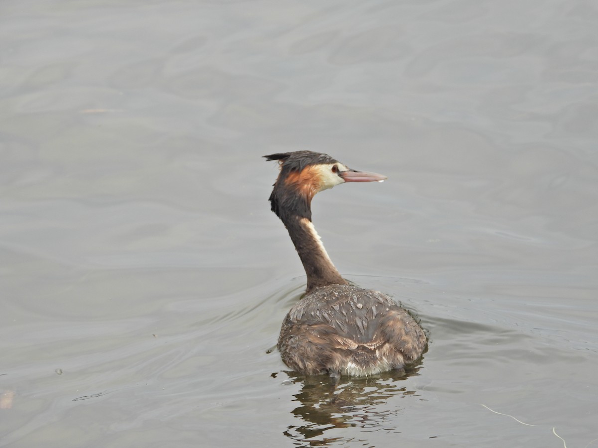 Great Crested Grebe - ML647863661
