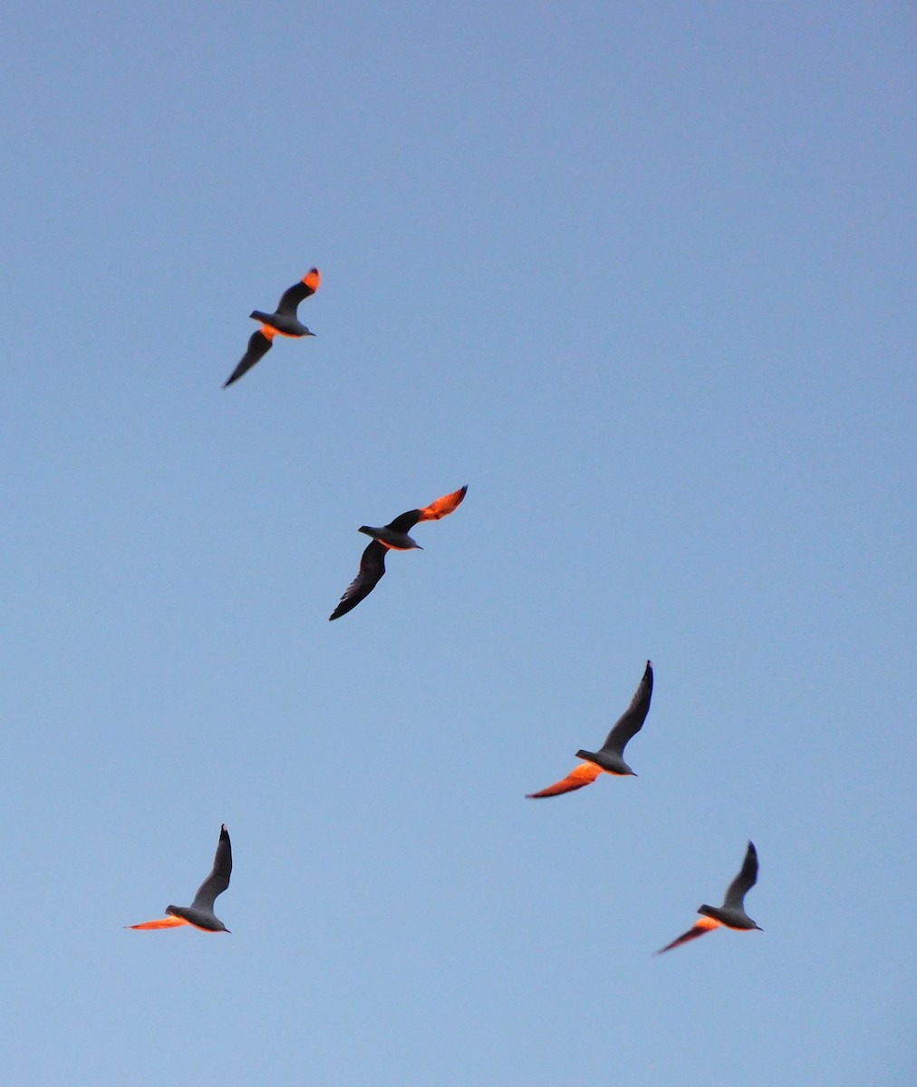 Ring-billed Gull - ML647863662