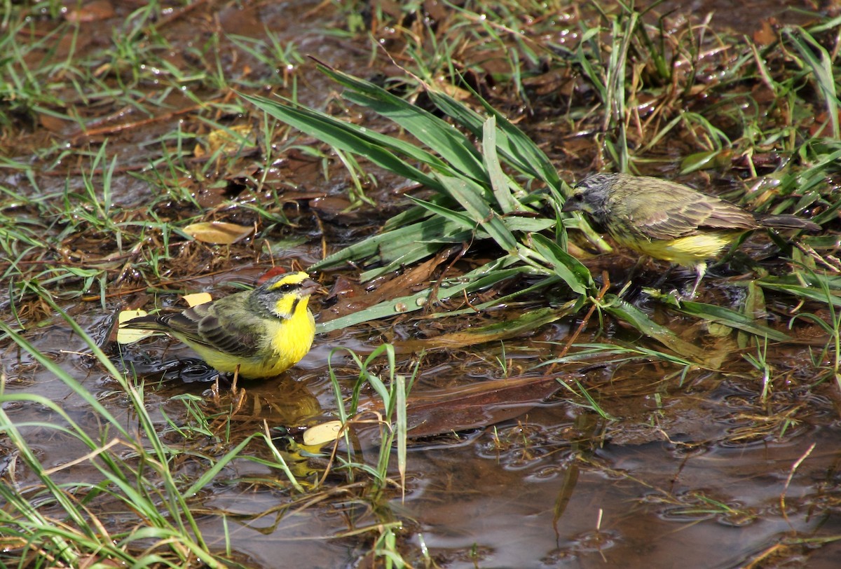 Yellow-fronted Canary - ML647863663