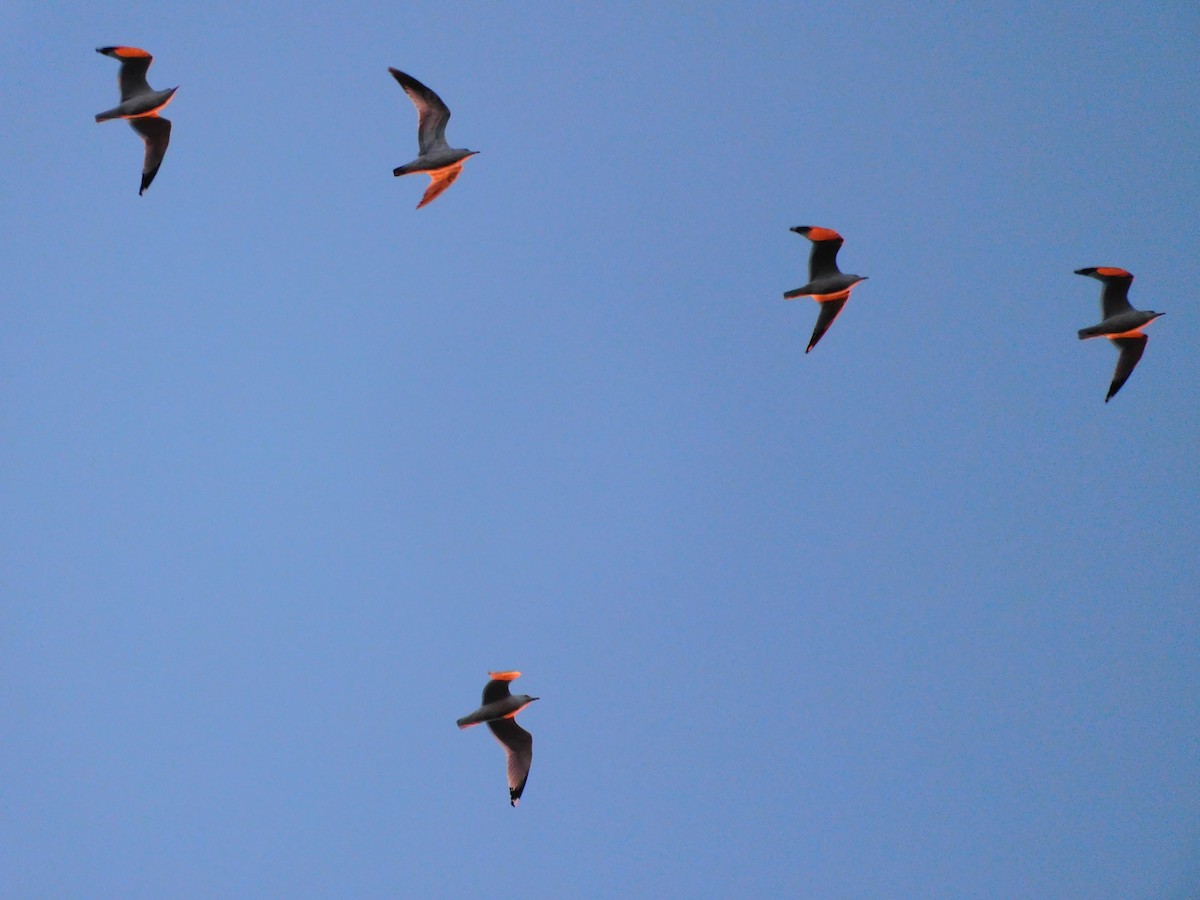 Ring-billed Gull - ML647863664