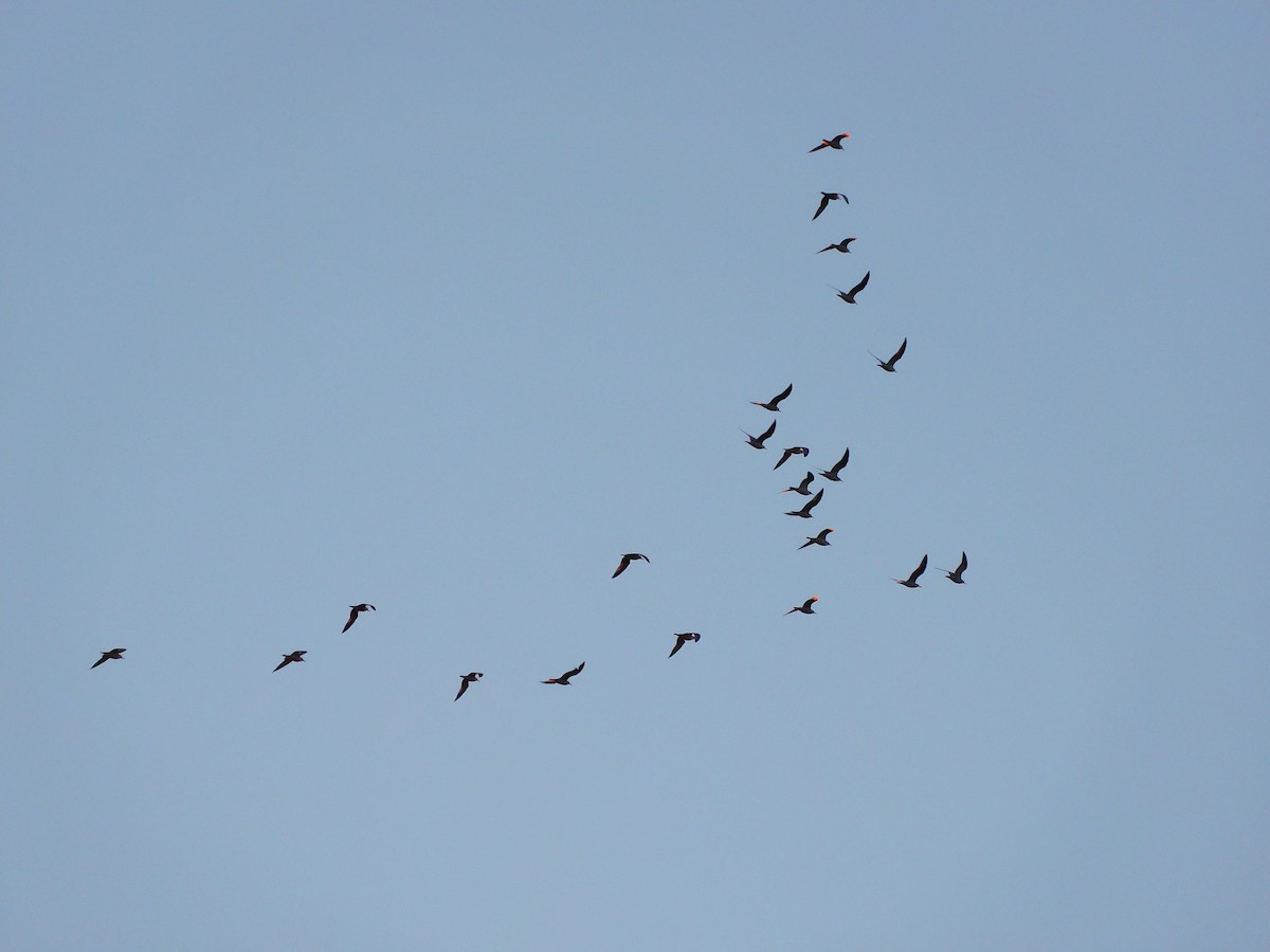 Ring-billed Gull - ML647863665