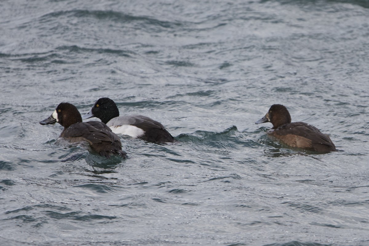 Greater Scaup - ML647863666