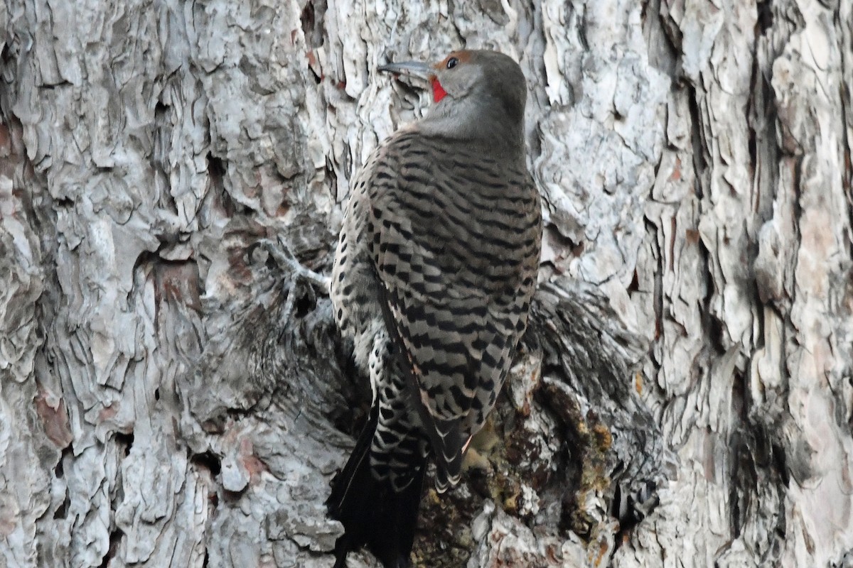 Northern Flicker - ML647863667