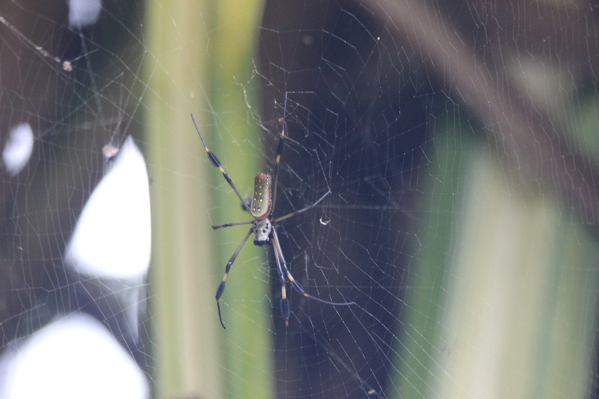 Arachnids - ML647863668