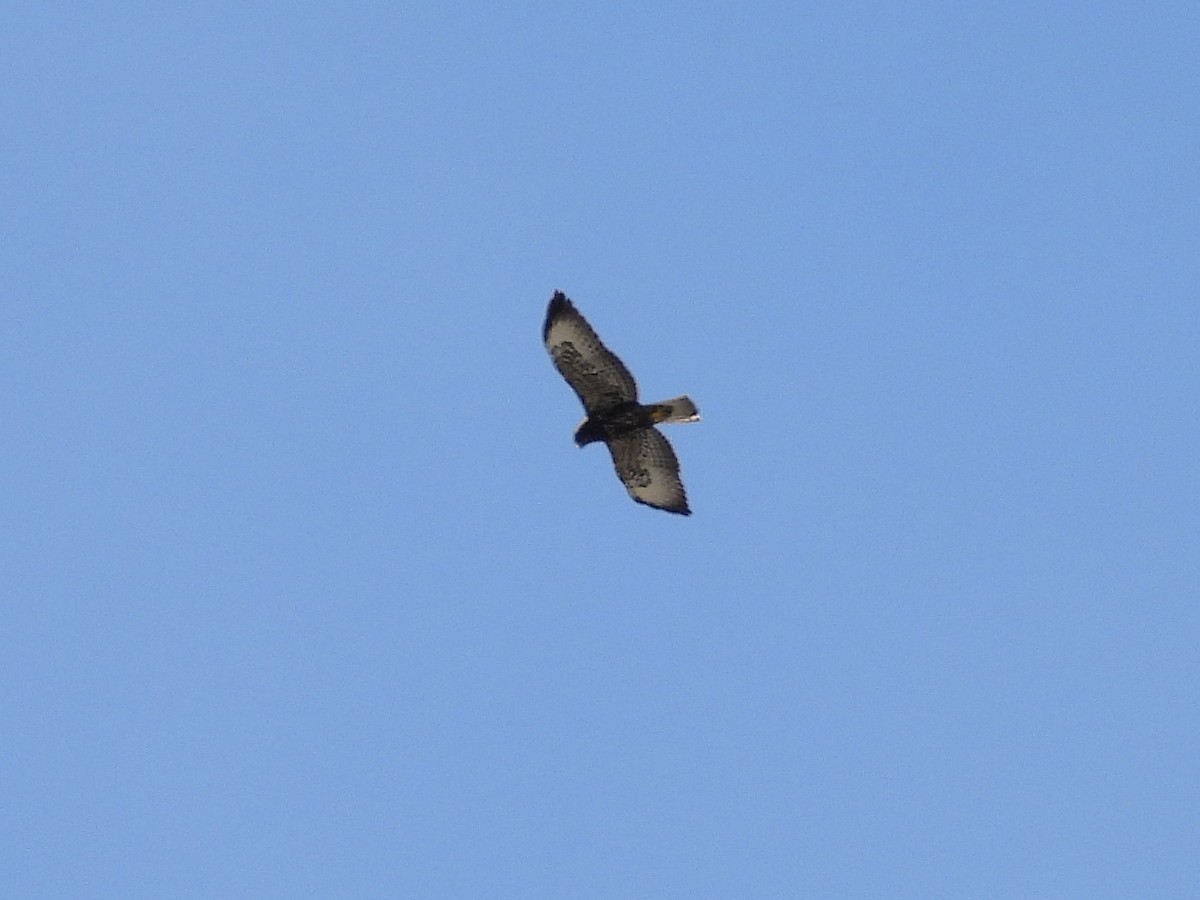 Short-tailed Hawk - ML647863669