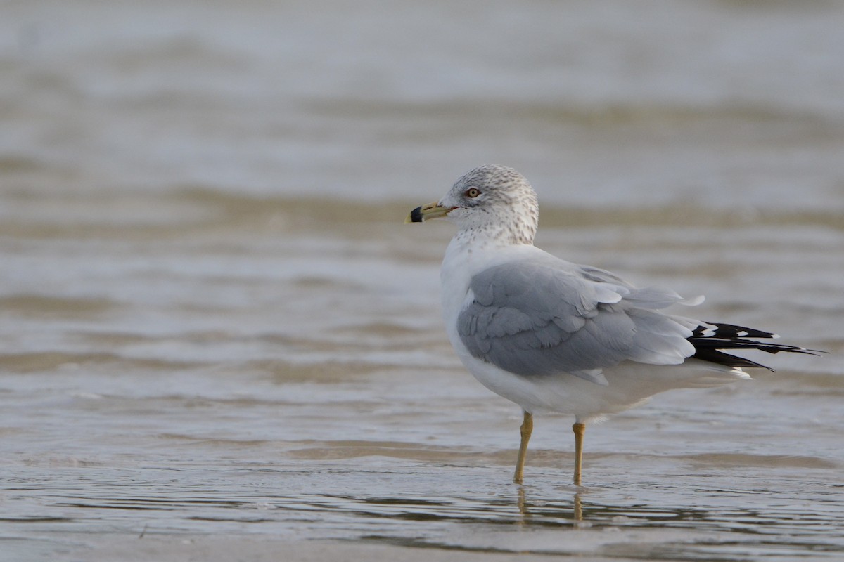 Ring-billed Gull - ML647863671