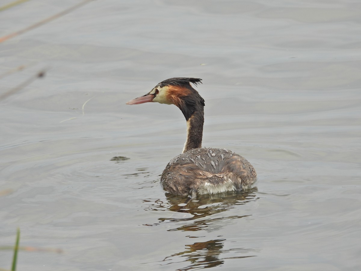 Great Crested Grebe - ML647863672