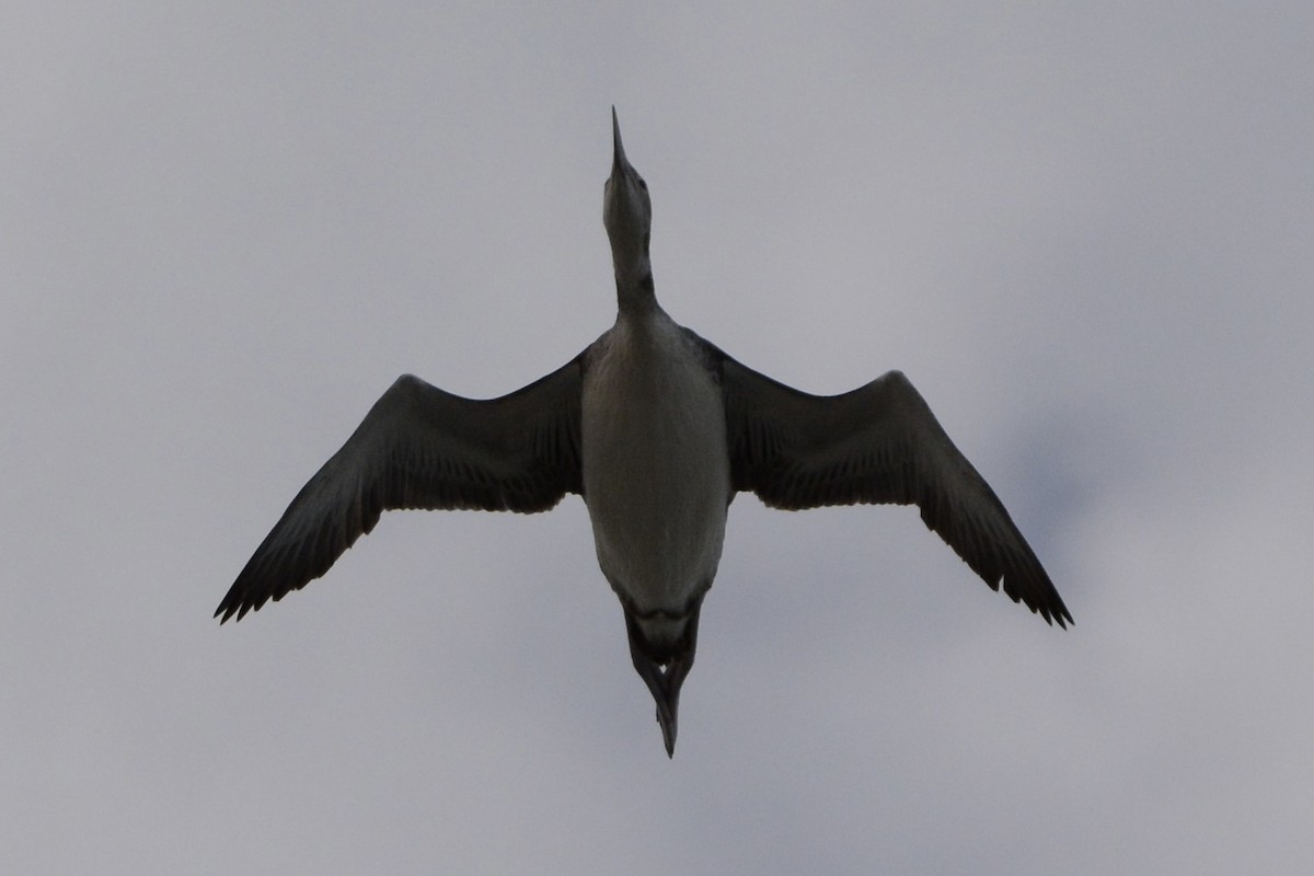 Common Loon - ML647863673
