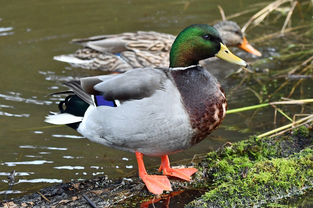 Mallard - ML647863675
