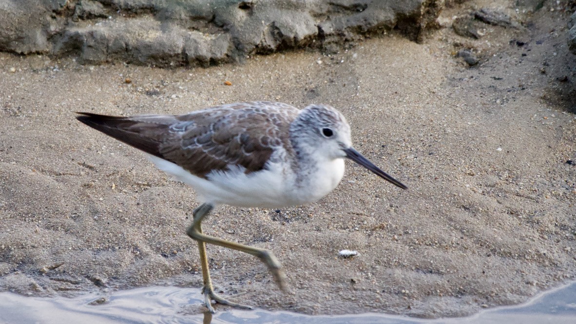 Great Knot - ML647863679