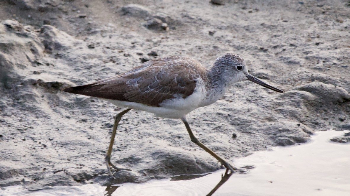 Great Knot - ML647863680
