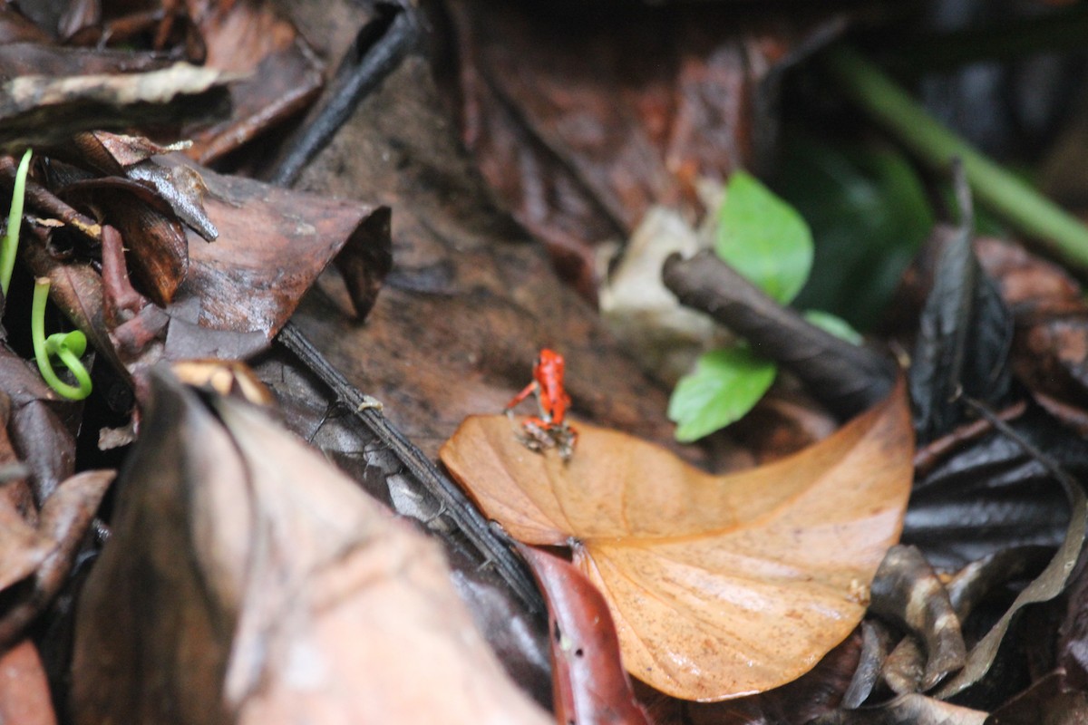 Animals - ML647863681