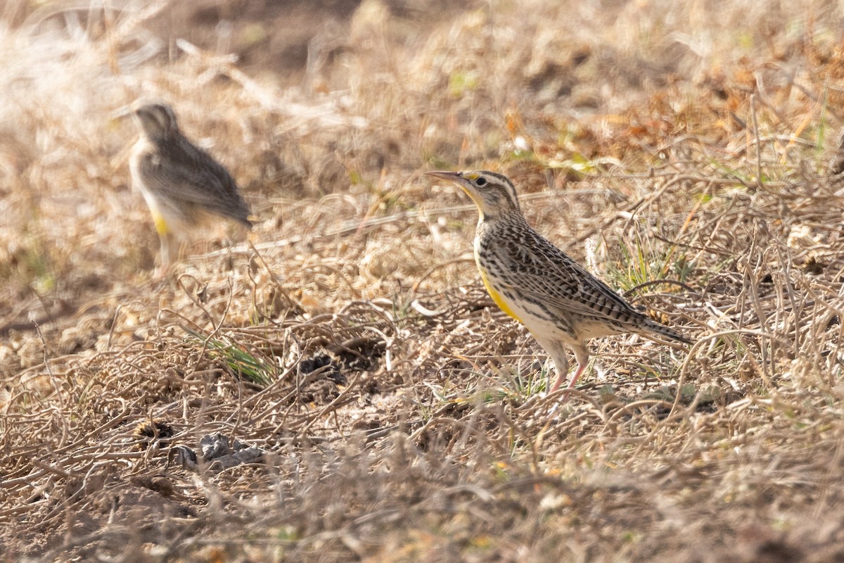 Western Meadowlark - ML647863682