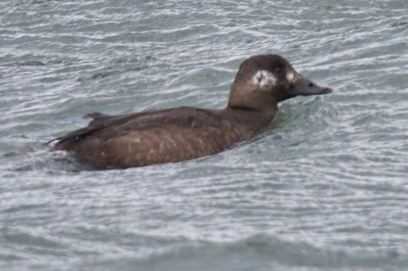 White-winged Scoter - ML647863685