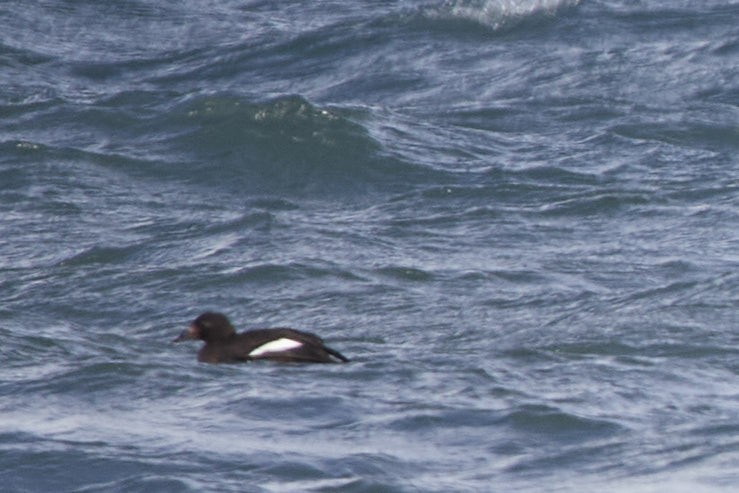 White-winged Scoter - ML647863686