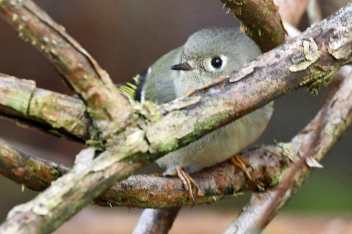 Золотомушка рубіновочуба - ML647863699