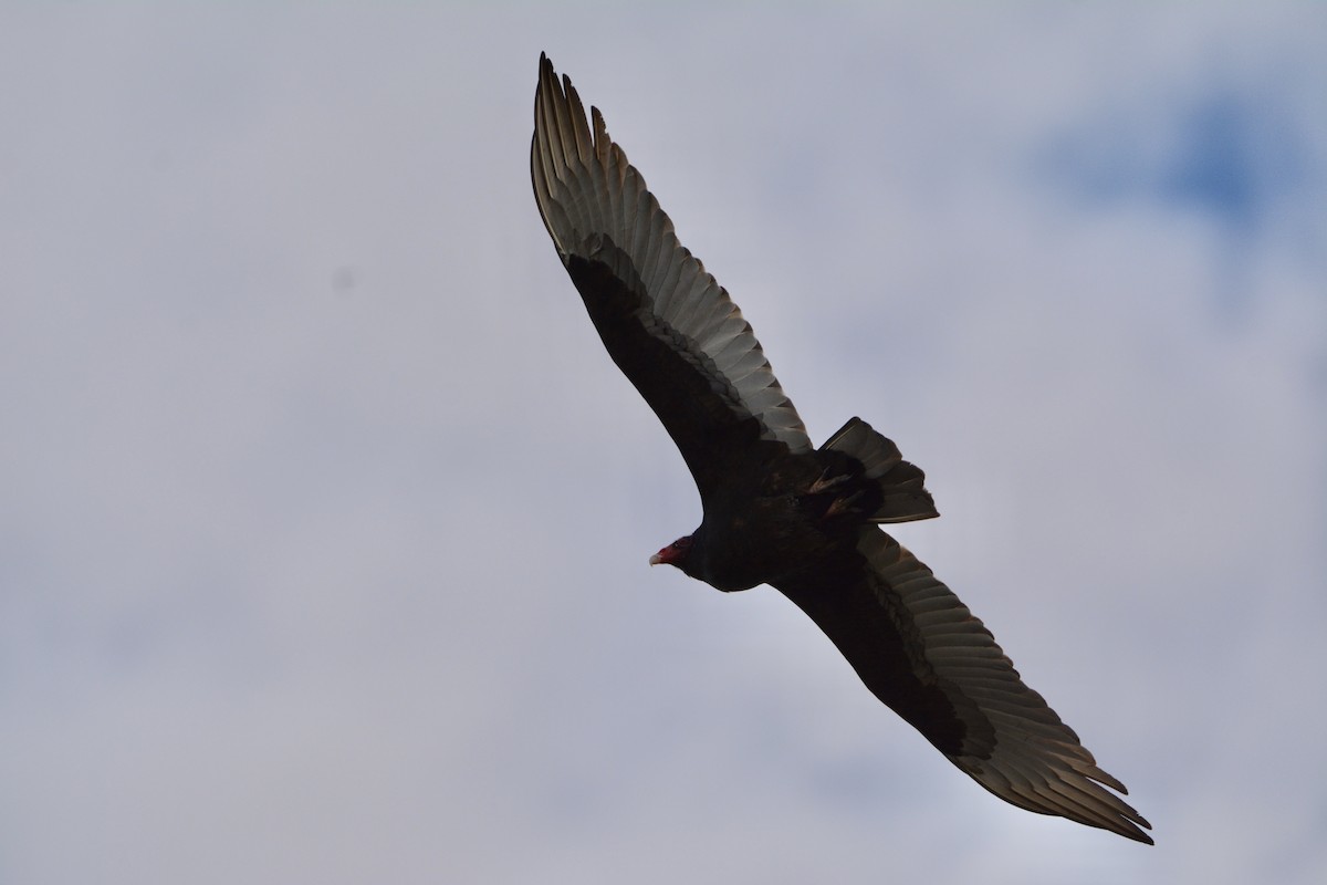 Turkey Vulture - ML647863709
