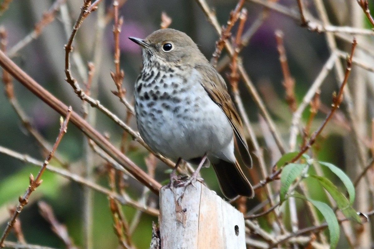 Einsiedler-Musendrossel - ML647863719