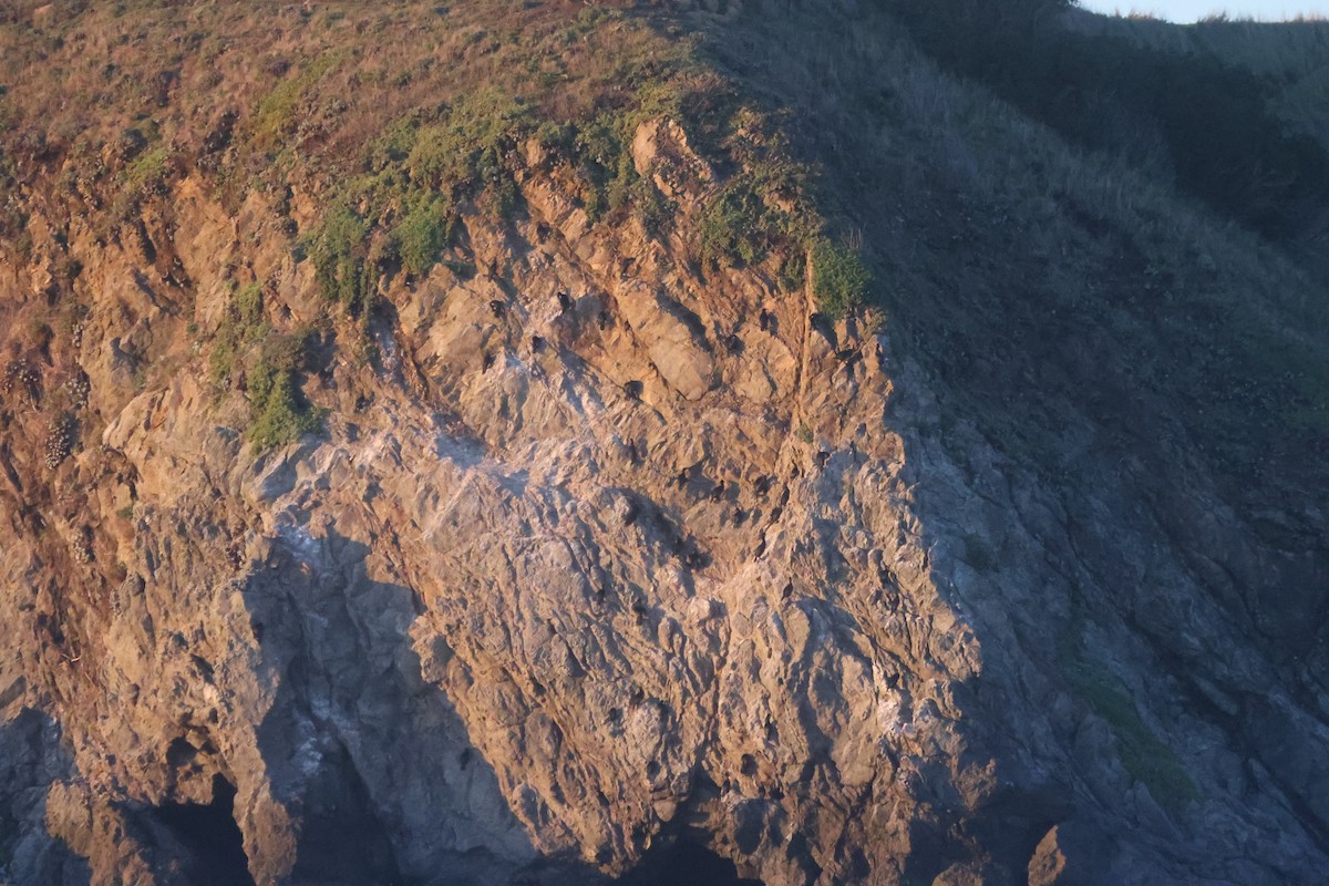 beringskarv - ML647863728