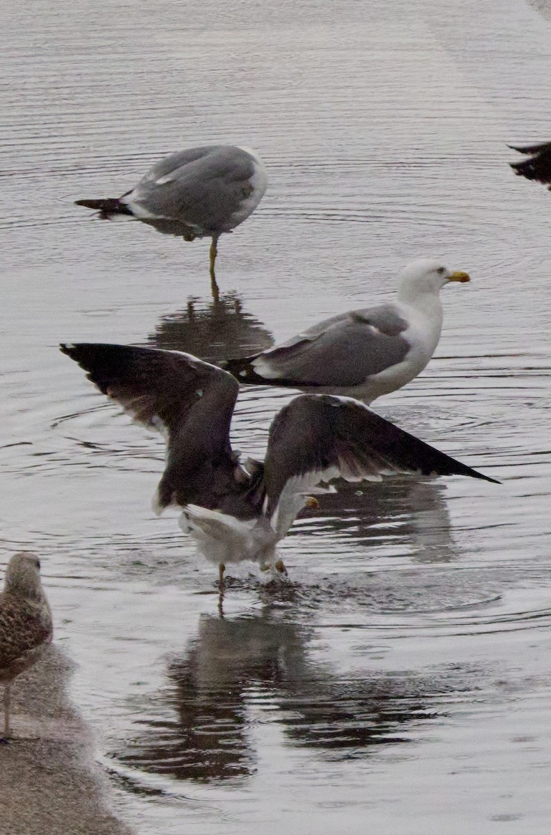 Lesser Black-backed Gull - ML647863744