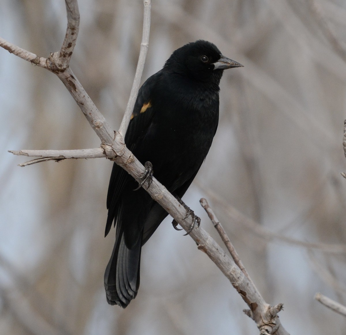 Красноплечий трупиал - ML647863747