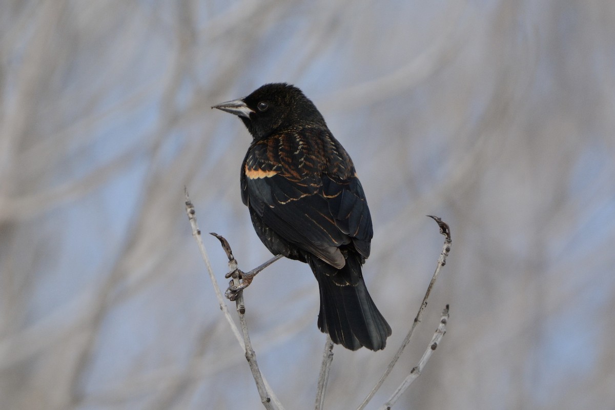 Красноплечий трупиал - ML647863748