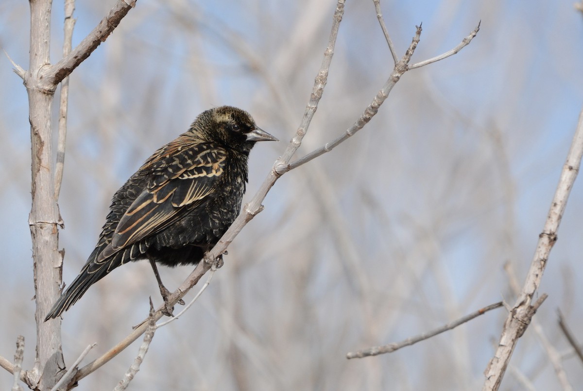 Красноплечий трупиал - ML647863749