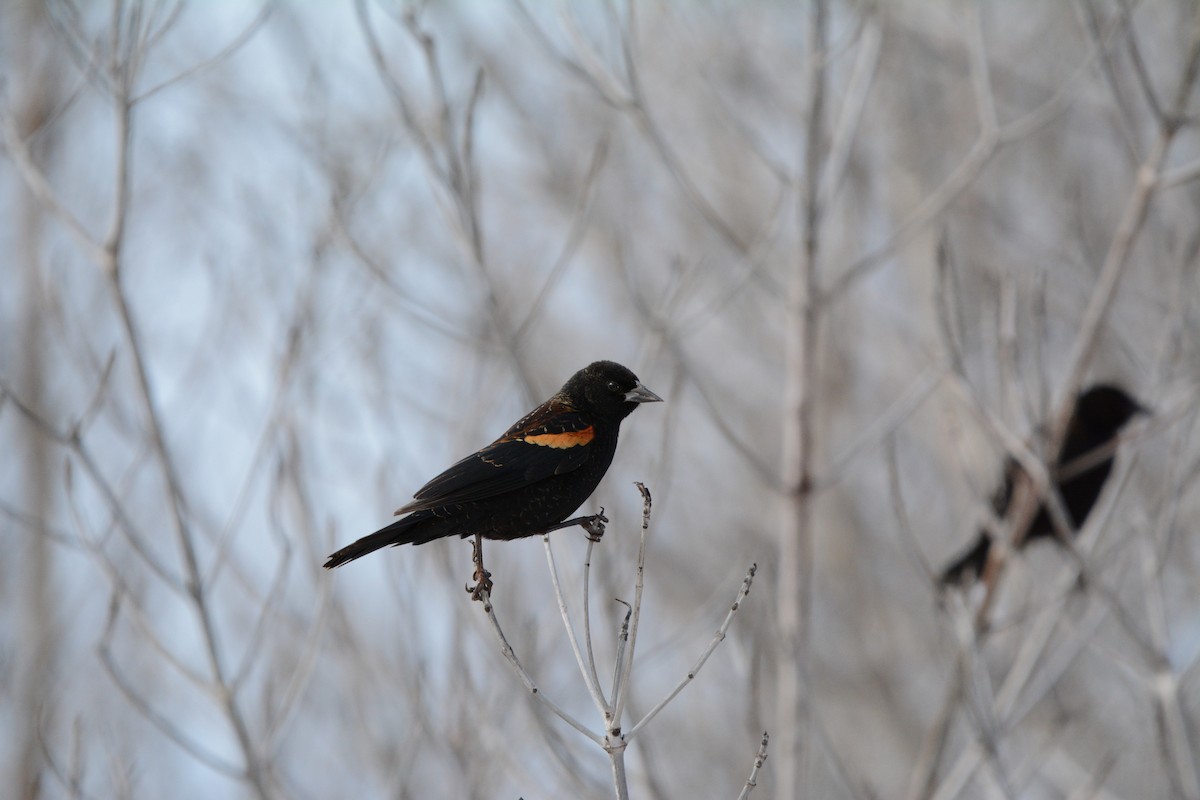 Красноплечий трупиал - ML647863750