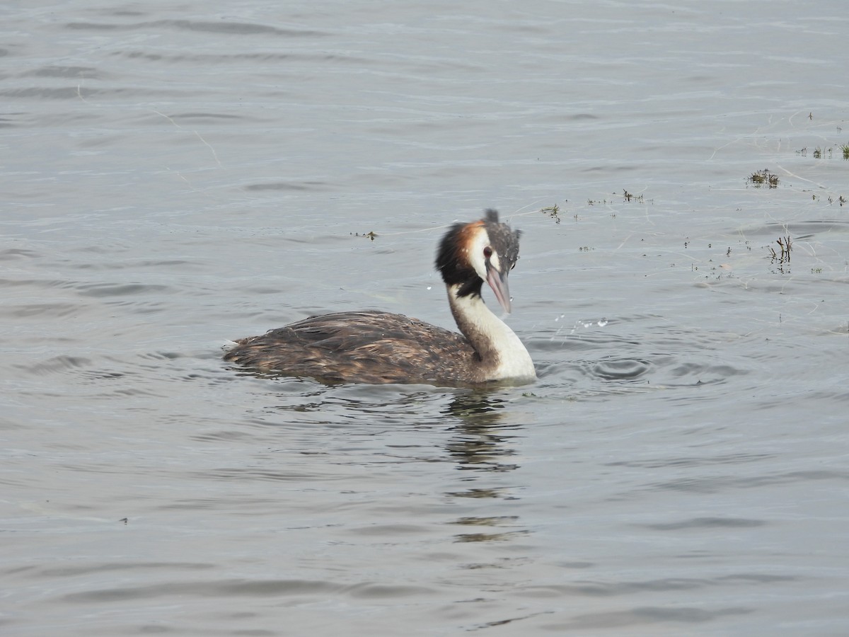 Чомга - ML647863753