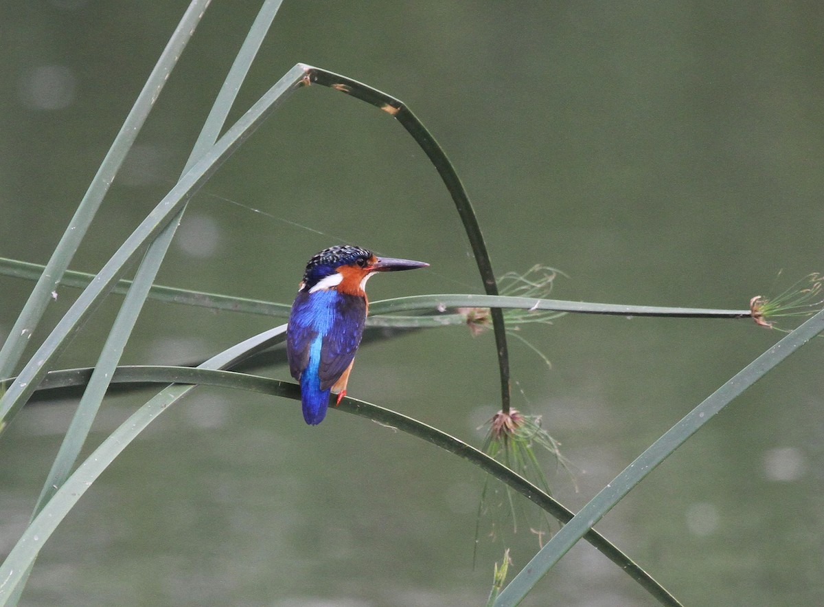 Черноклювый зимородок - ML647863754