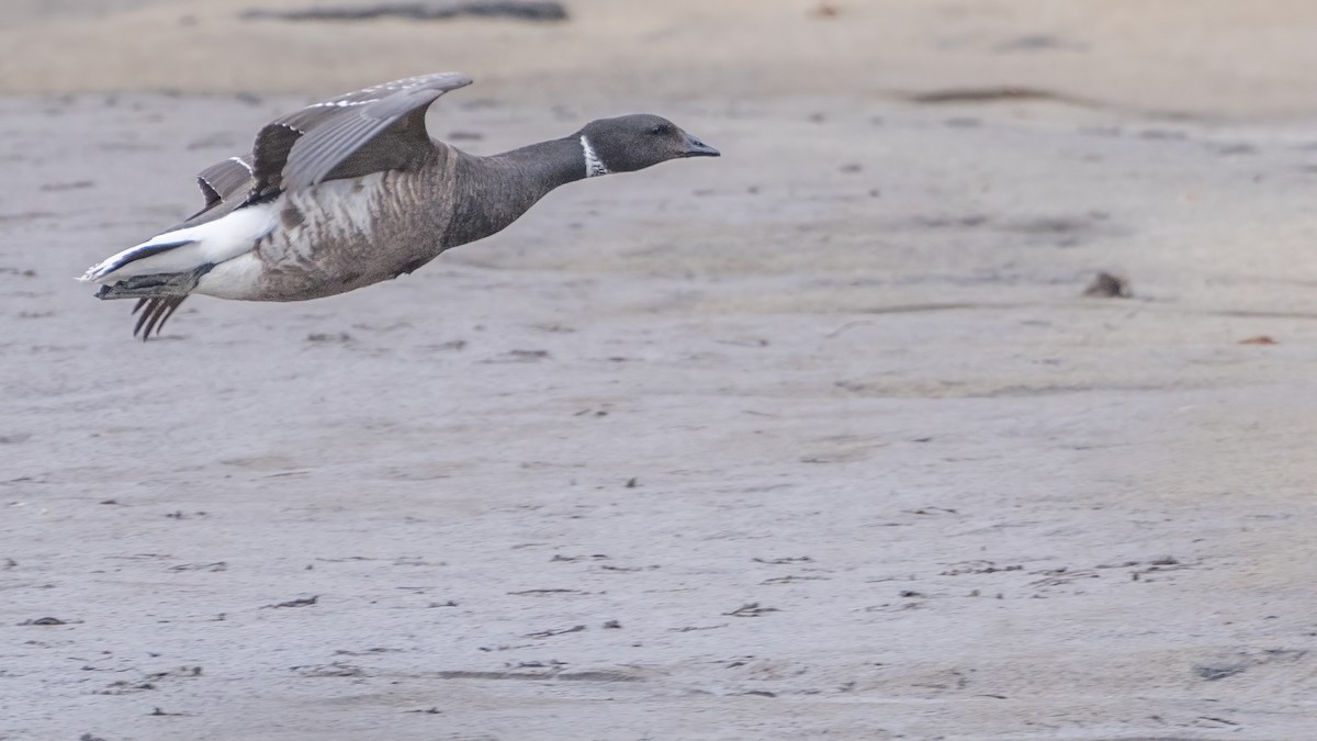 Чёрная казарка - ML647863755