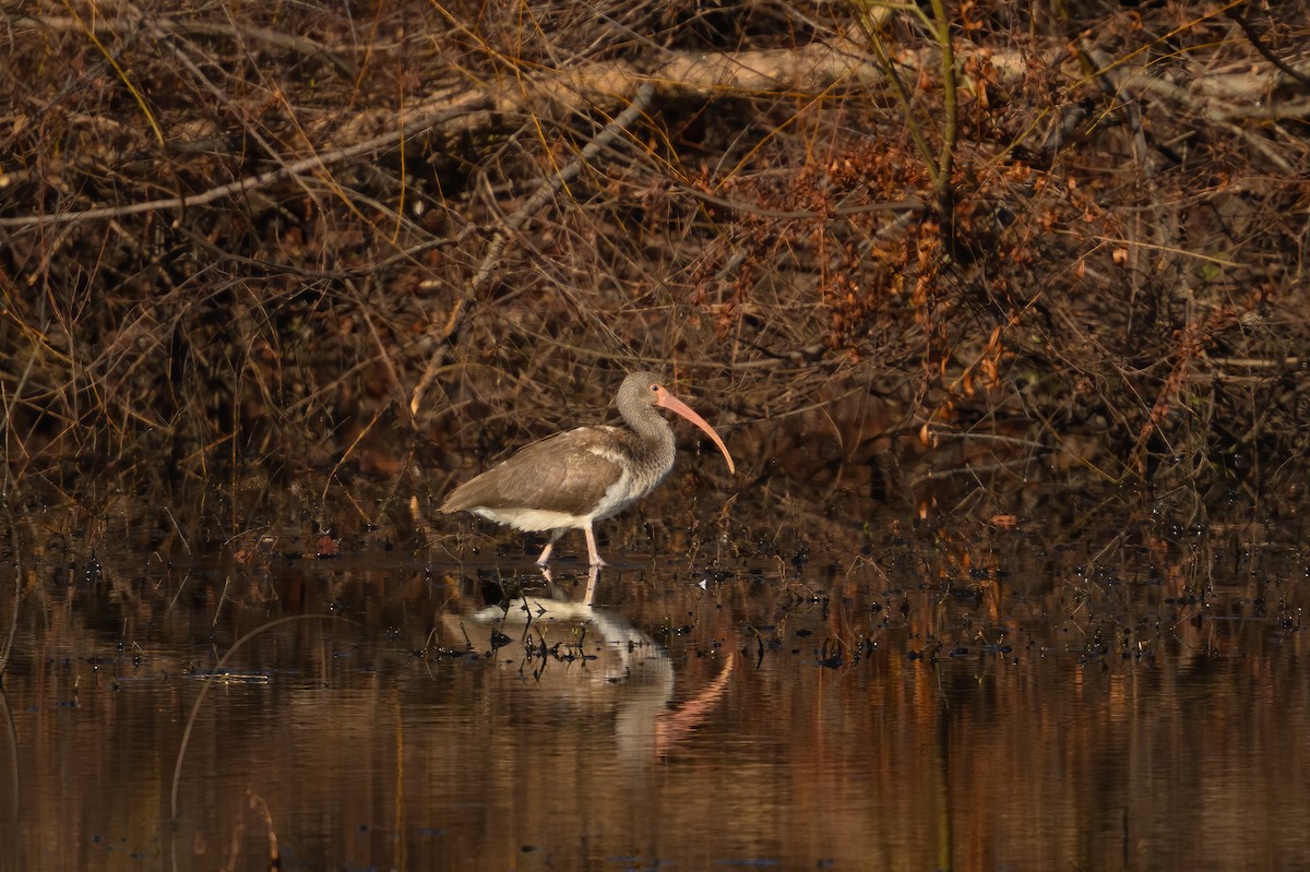 White Ibis - ML647863756