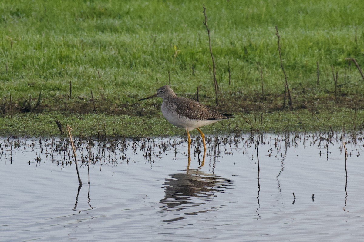 Пёстрый улит - ML647863757