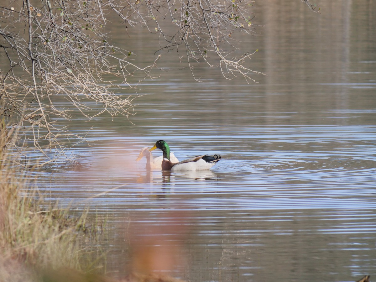 Кряква - ML647863758