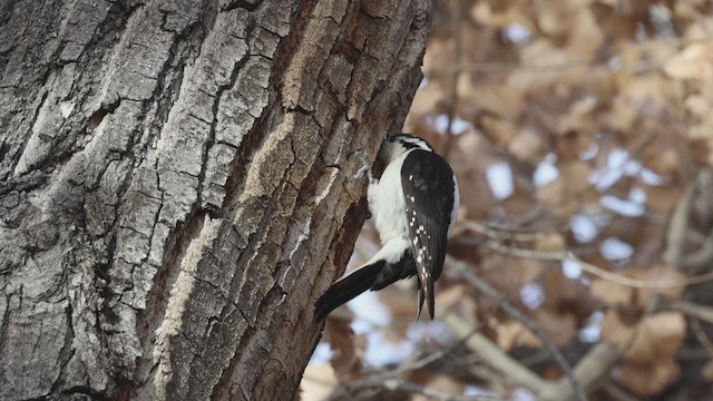 Волосатый дятел - ML647863760