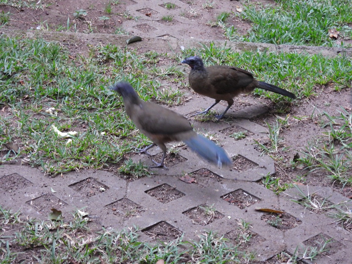 Бурокрылая чачалака - ML647863761