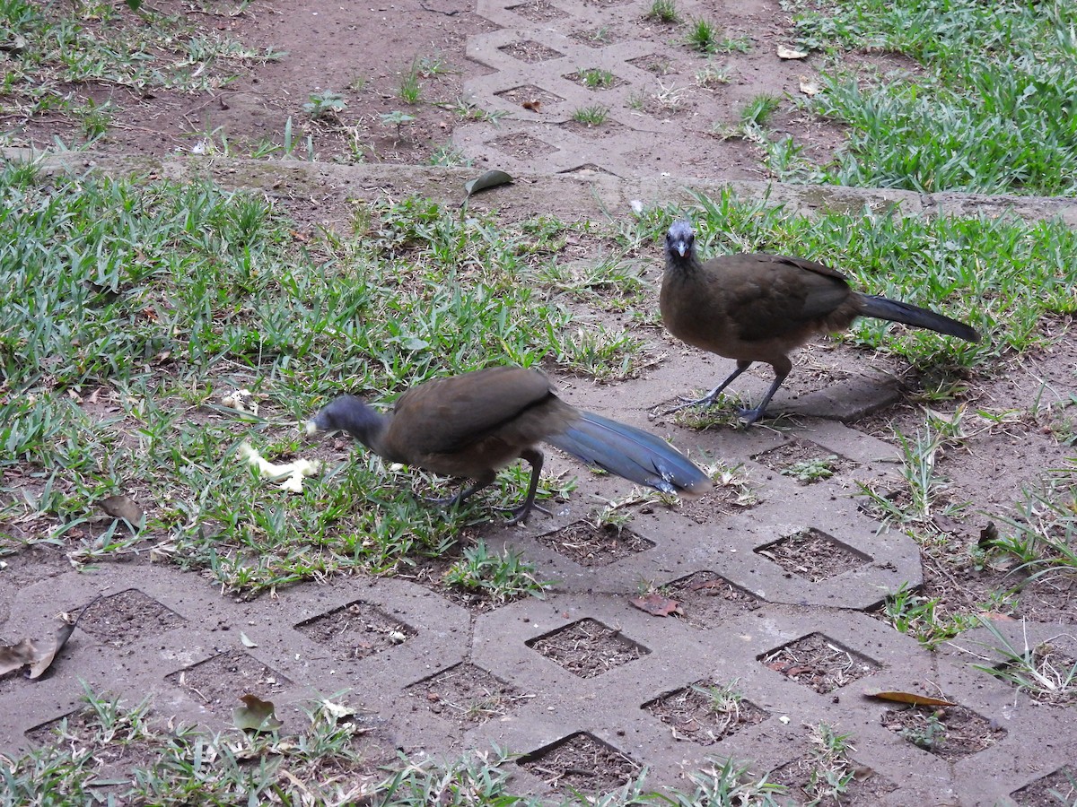 Бурокрылая чачалака - ML647863762